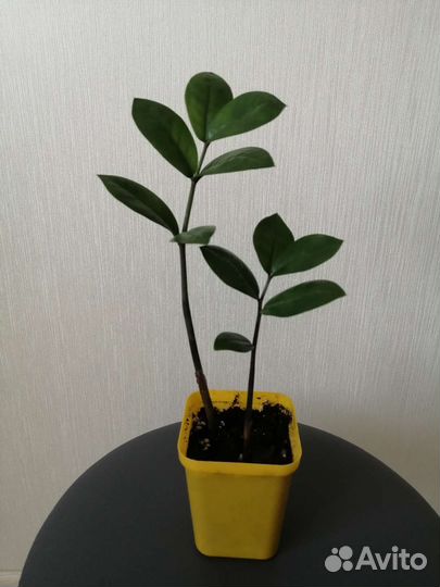 Замиокулькас