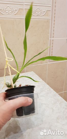 Хизис орхидея