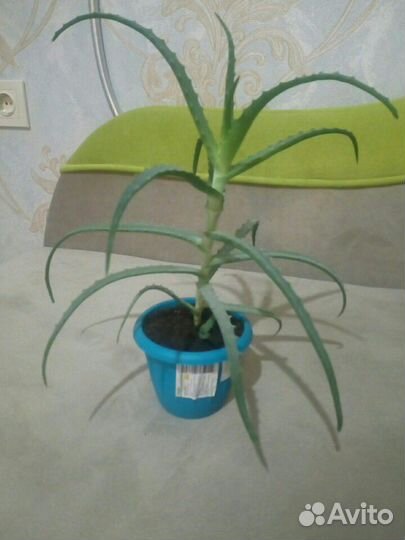 Растение Алоэ