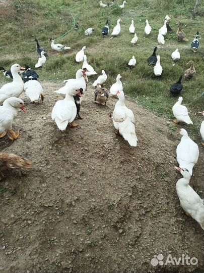 Индоутки муларды