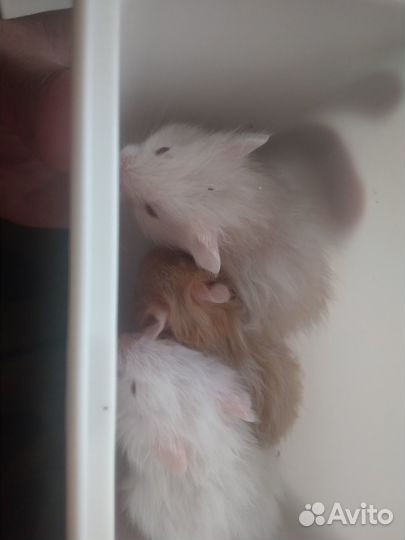 Хомячки 2 рыжее 2 белые рыжый 1 без лапки