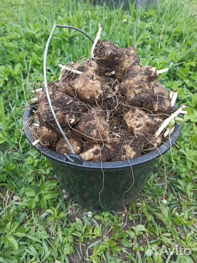 Топинамбур клубни