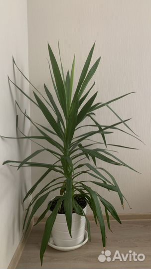 Пальма юкка