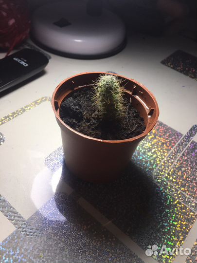 Кактус малыш