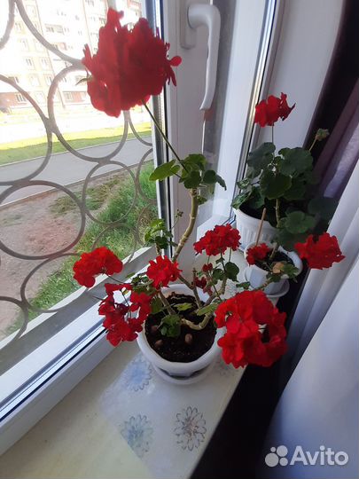 Герань пеларгония