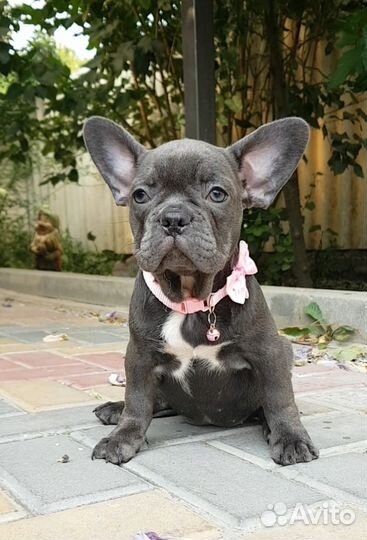 Французский бульдог голубой щенок