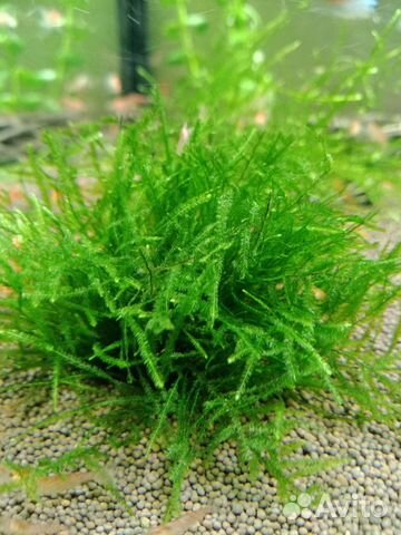 Мох для аквариума