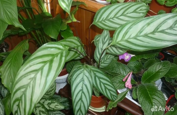 Хойя Монстера Тещин язык