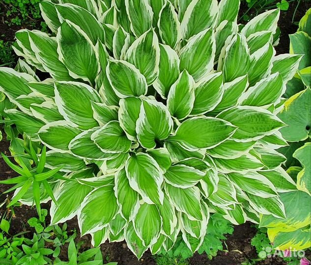 Traceroute пример. Сканер хостов по порту. Сканирование хоста. Хоста алмост хоста almost. Методы сканирования nmap.