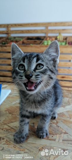 Котенок мальчик бесплатно