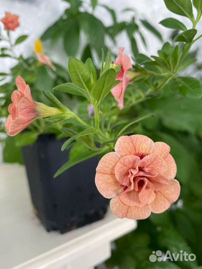 Калибрахоа