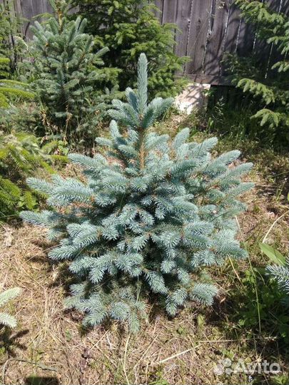 Ель голубая