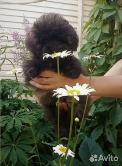 Крошка Ерошка