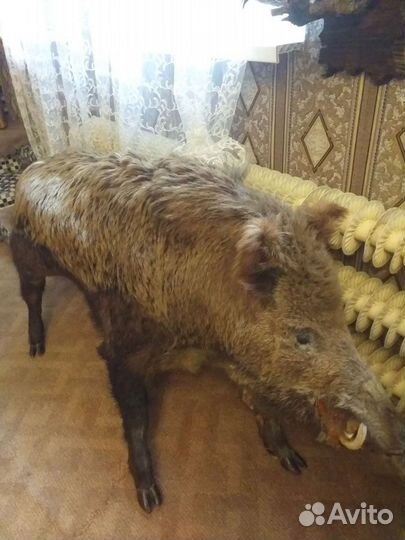 Чучело головы кабана