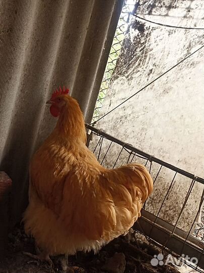 Петухи - Виандот серебро, Оргпингтон палевый