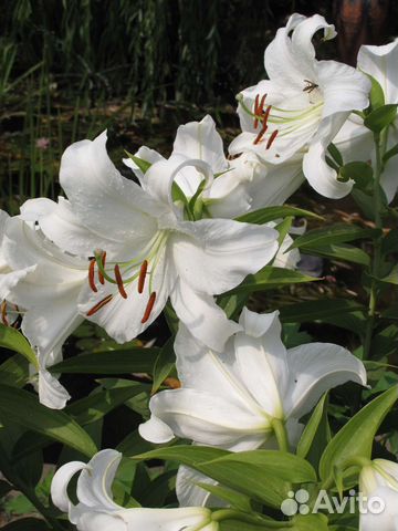 Луковицы цветов, удобрения,семена