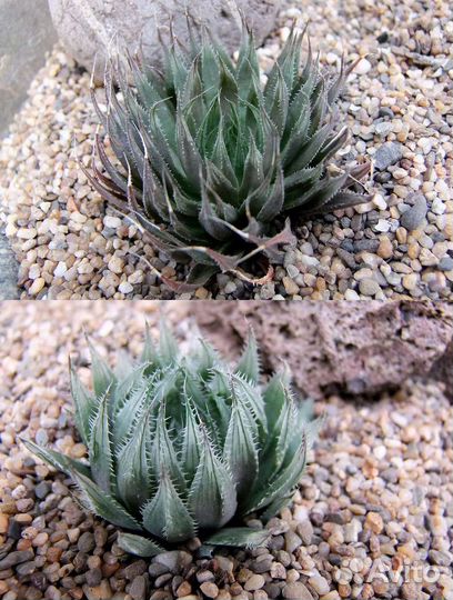 Хавортия Паутинная