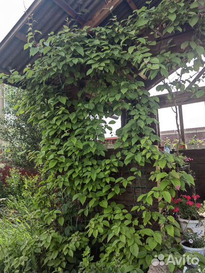 Актинидия коломикта