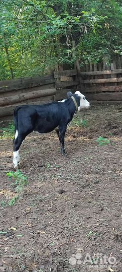 Телка 3 месяца