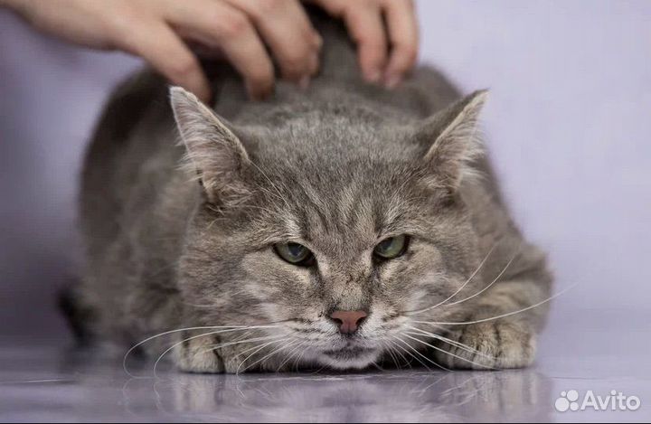 Котик Барсик. И не говорите что я не красив