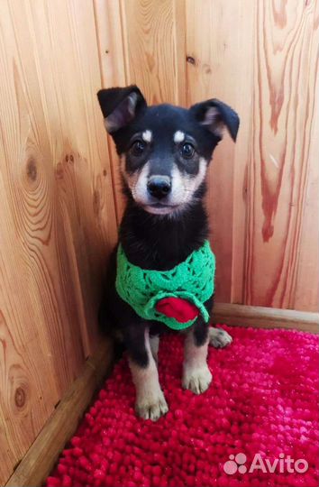 Обаятельные щенки ищут свою семью