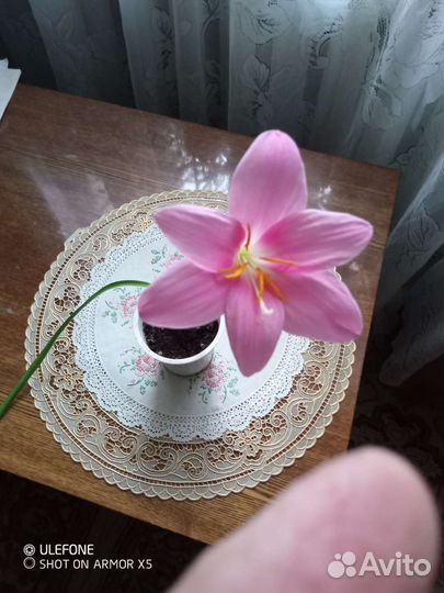 Гиппиаструм