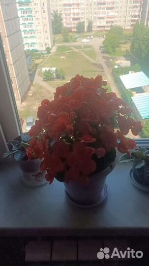 Бегония вечно цветущая