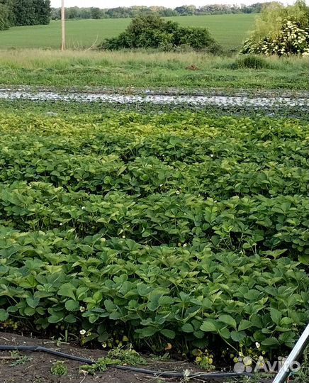 Свежая клубника