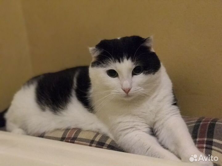 Кастрированный котик Милош