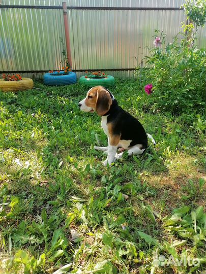 Собаки щенки бигль