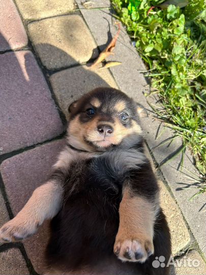 Щенки ищут дом