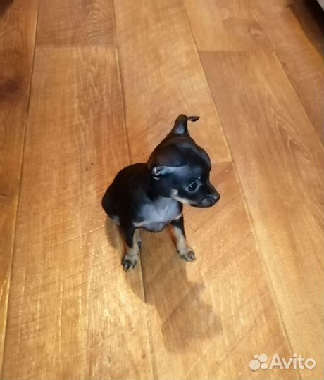 Мини той-терьер щенок