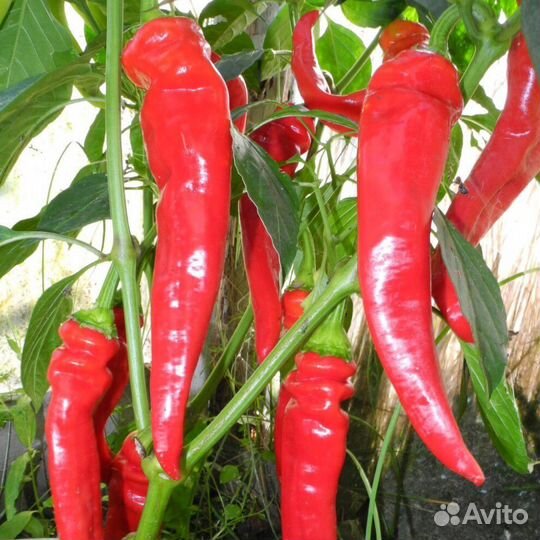Острый перец