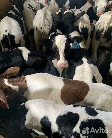 Телята мясные