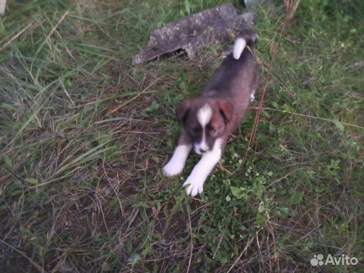 Щенки породистые