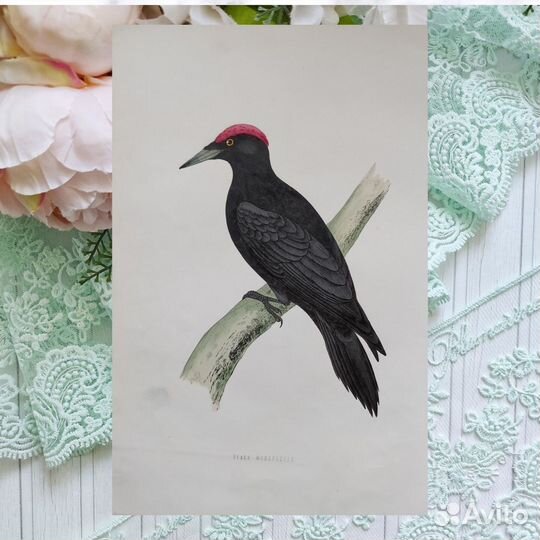 1870 Птицы Британские антикварные литографии