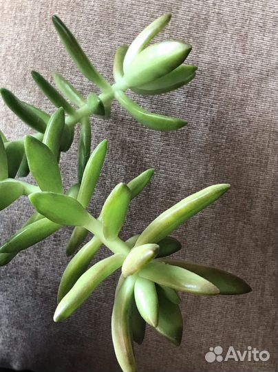 Очиток Алоэ остистое