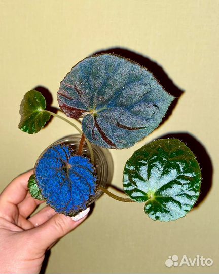 Бегония Xanthina Hook var Lazuli