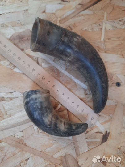 Рога барана, коровы