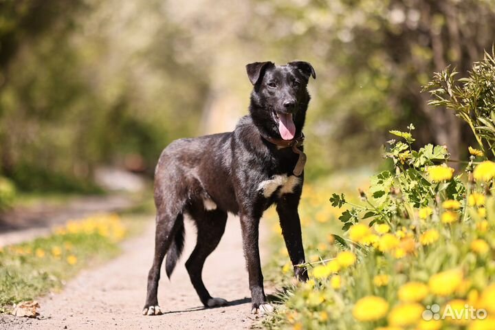 Собака в добрые руки отдам бесплатно