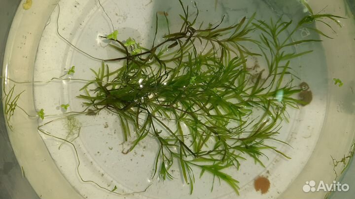 Аквариумные растения, прополка