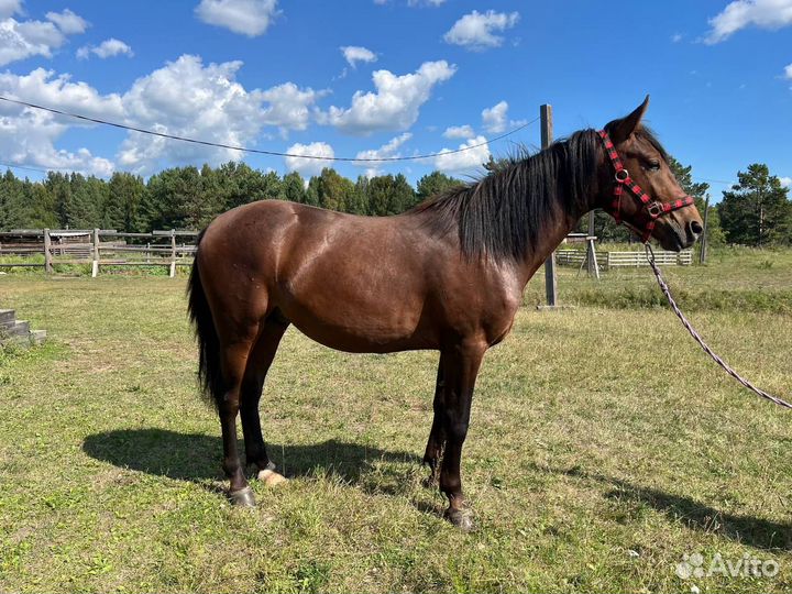 Продажа лошадей