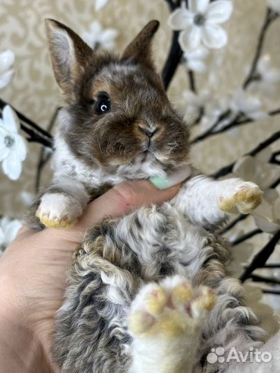 Декоративный кролики. Мини кролики. Крольчата