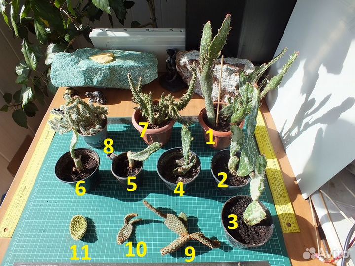 Кактусы Суккуленты Опунции вариегатные + №2