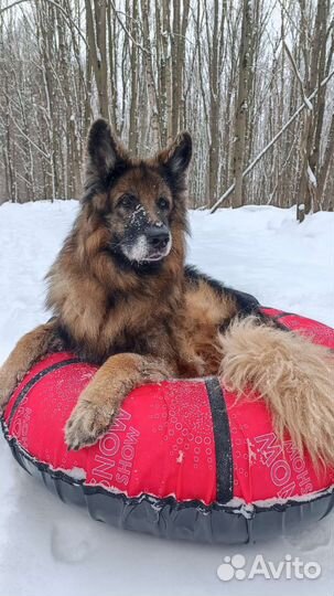 Дрессировка передержка инструктор кинолог собака