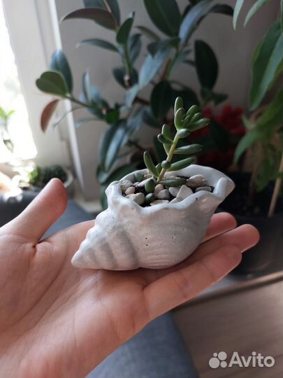 Кактусы и суккуленты в горшочках