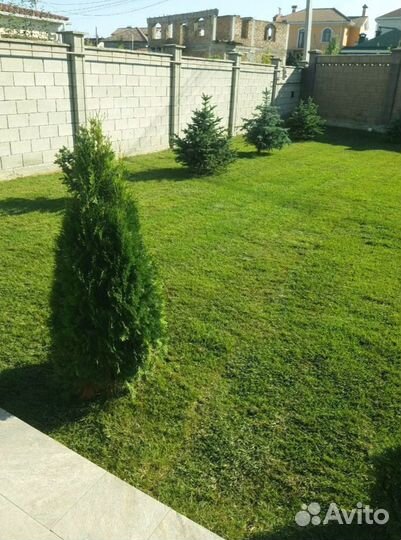 Рулонный газон 