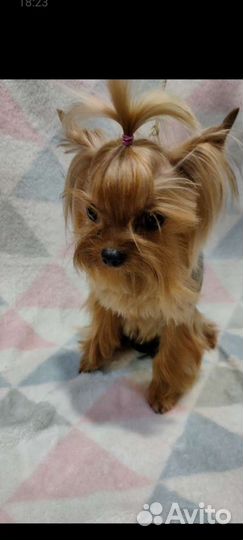 Йоркширский терьер мини вязка и щенки от него