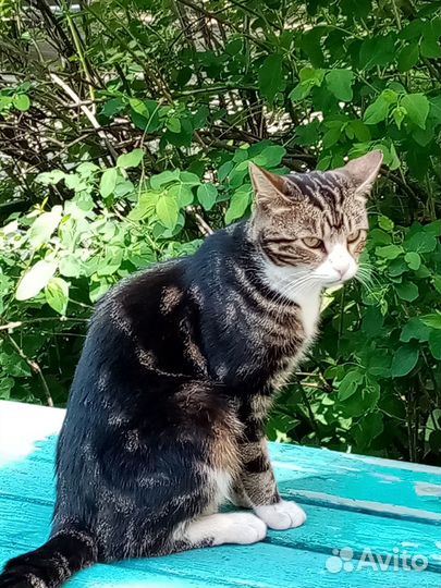 Бразик - мраморный котик