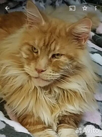 Кот мейн-кун